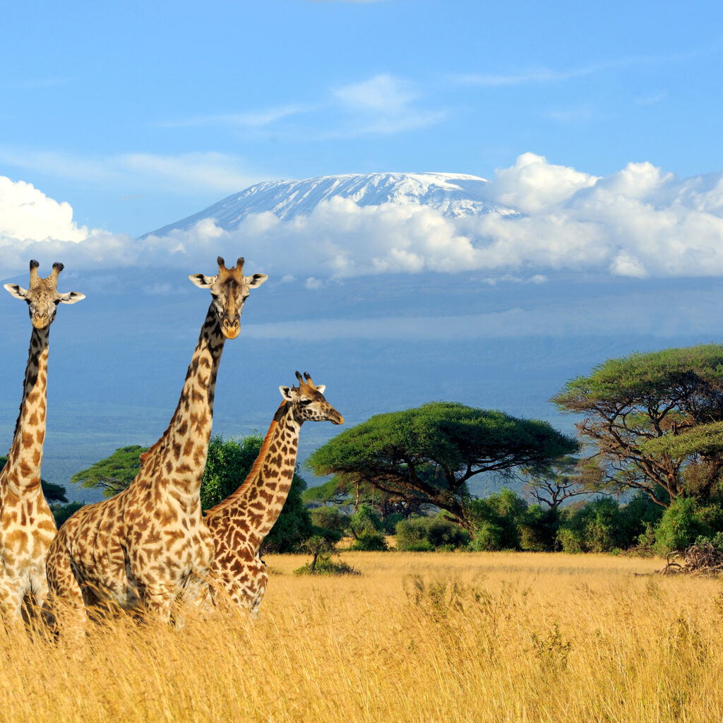 Amazing Holidays